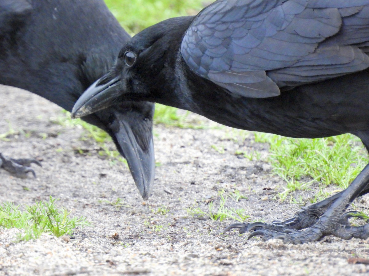 Ворона американська - ML519763681