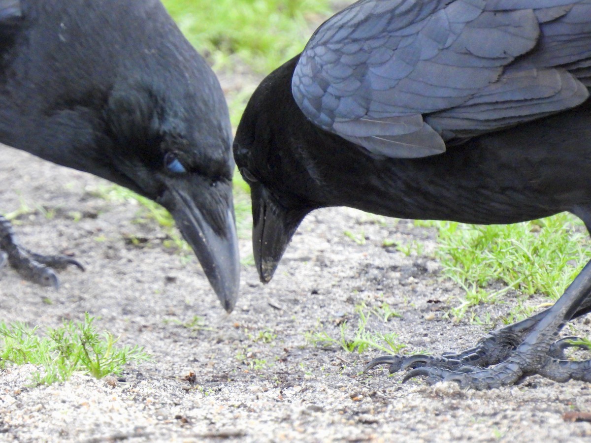 Ворона американська - ML519763721