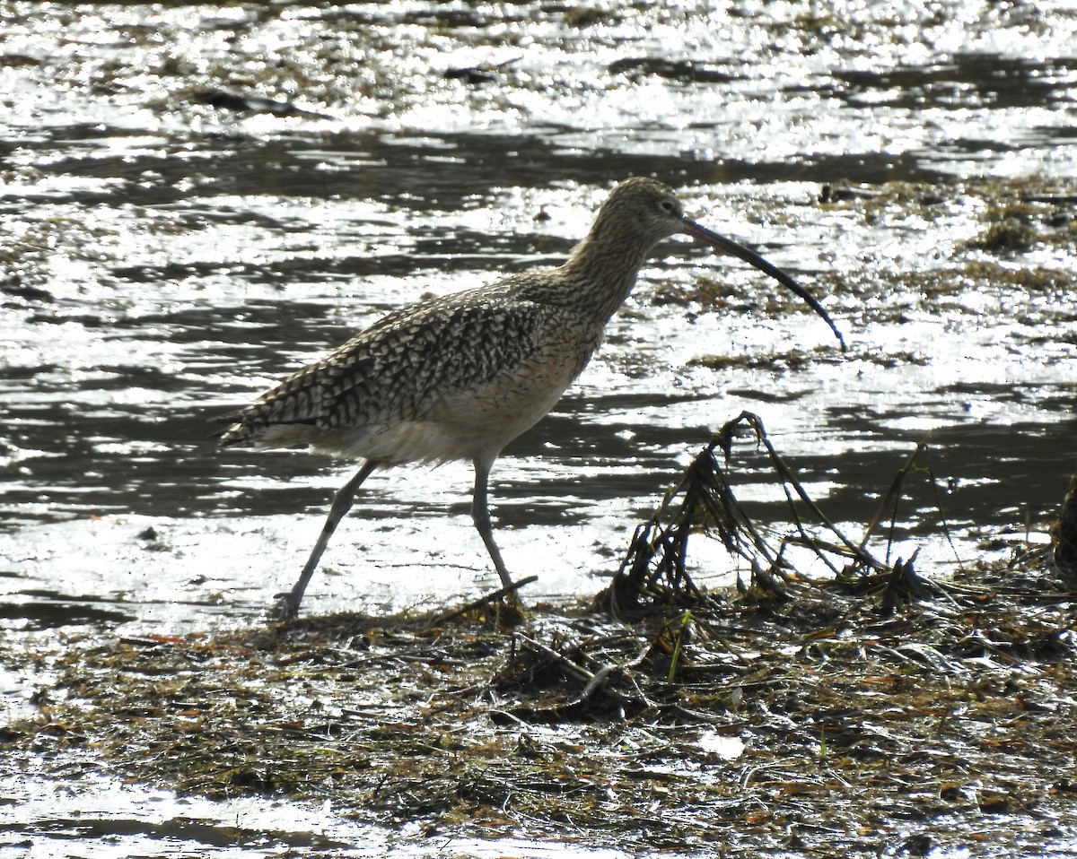 Long-billed Curlew - ML519764151