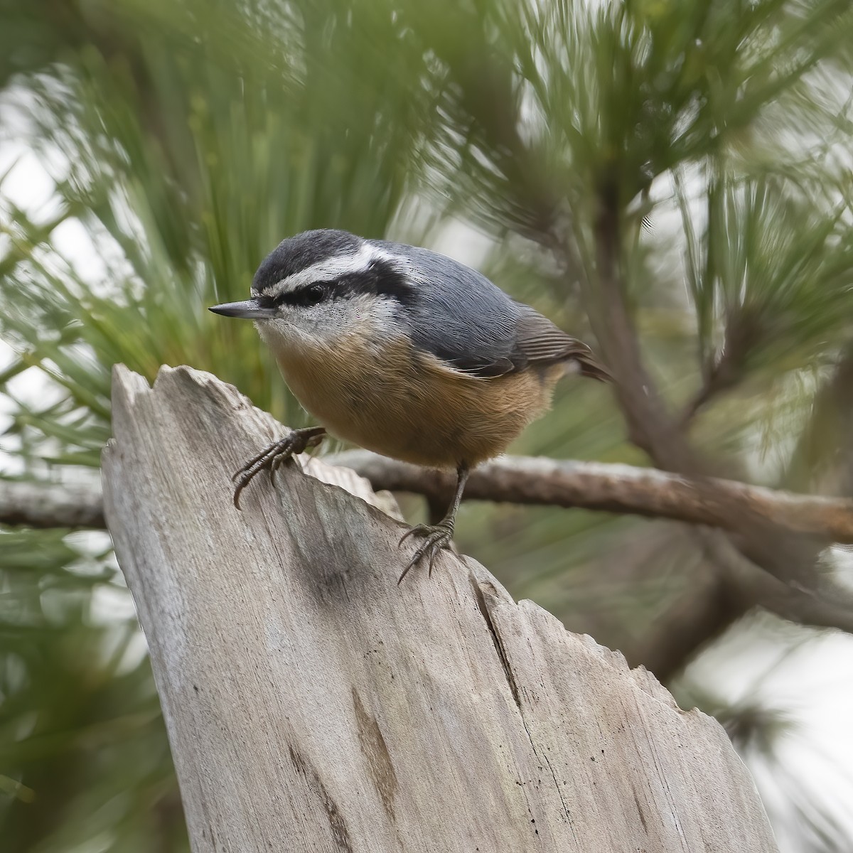 Red-breasted Nuthatch - ML519764691