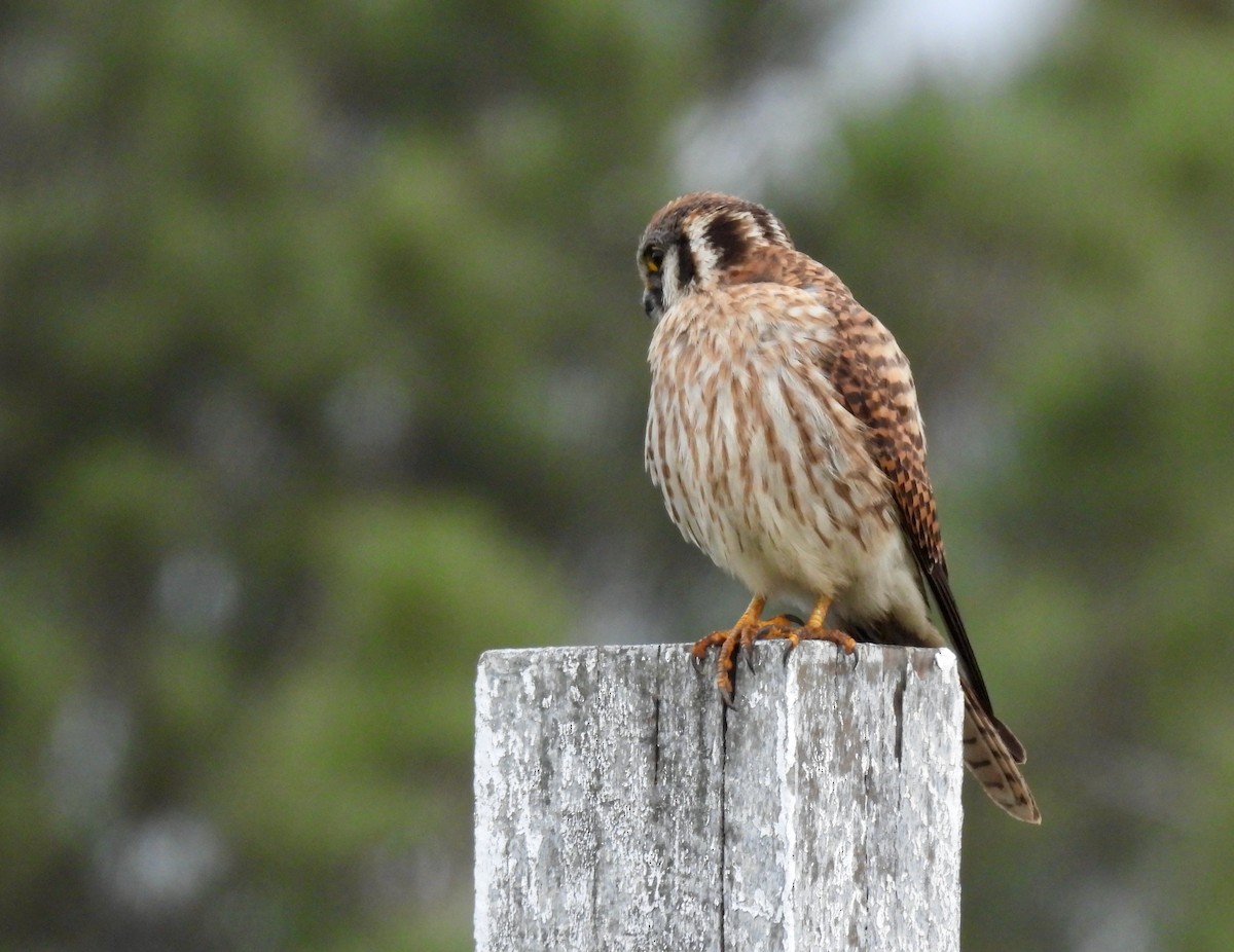 American Kestrel - Martha Wild