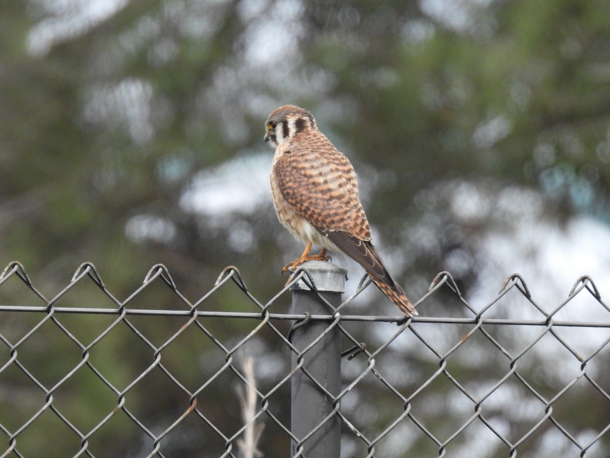 American Kestrel - Martha Wild