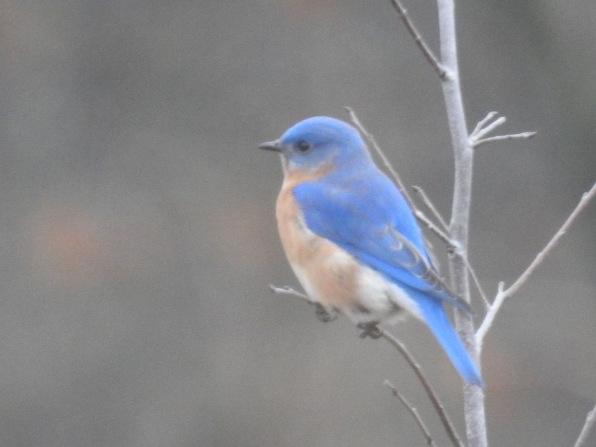 Eastern Bluebird - ML519765141