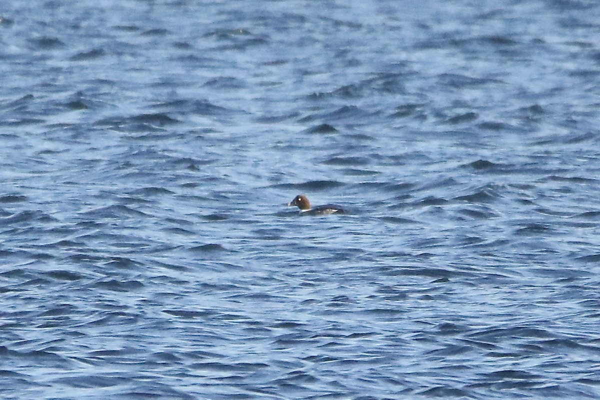 Common Goldeneye - ML519766471