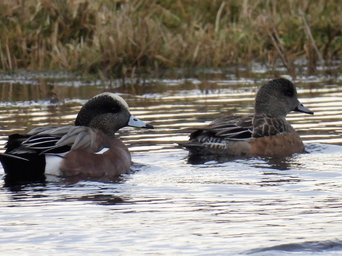 American Wigeon - ML519766601