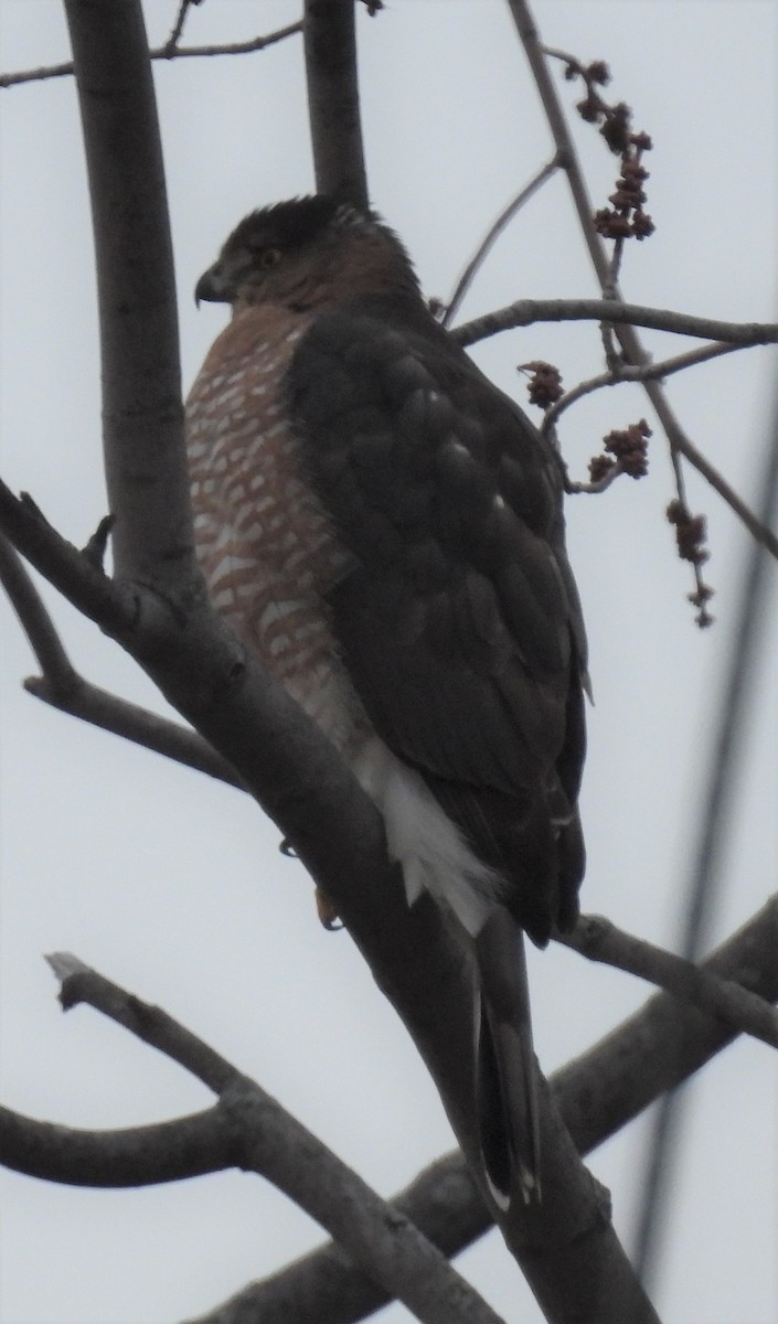 eBird Checklist - 2 Jan 2023 - Dewey Ave Walmart Rochester NY Fish Crow ...