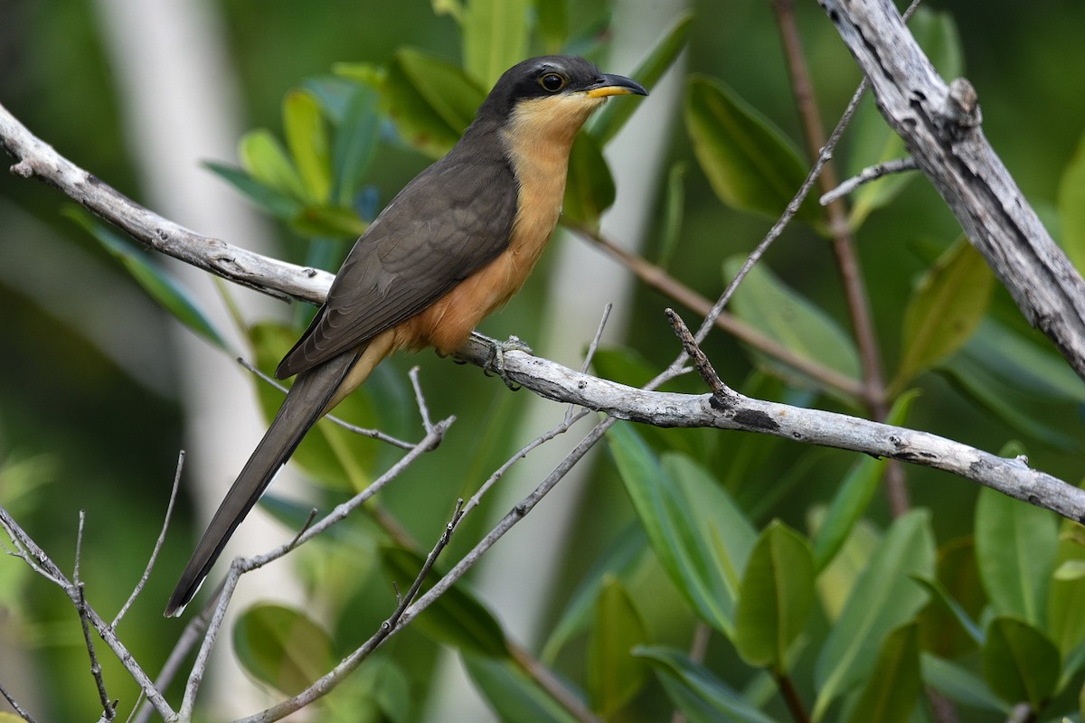 Mangrovekuckuck - ML519767461