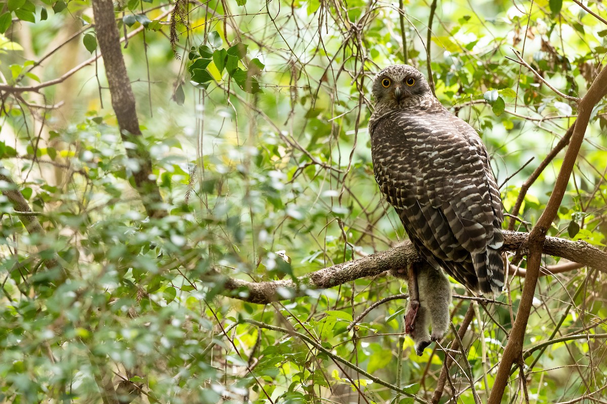 Powerful Owl - Chris Murray