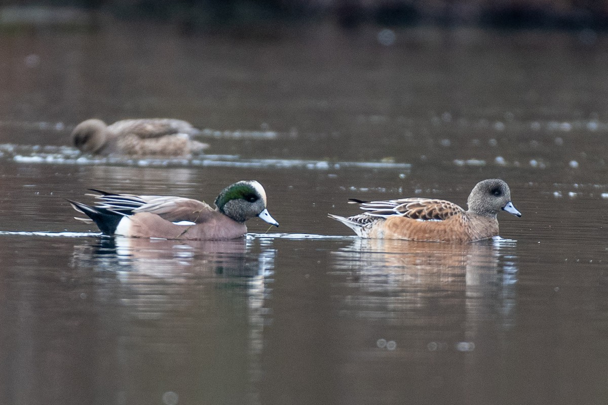 American Wigeon - Lisa Nasta