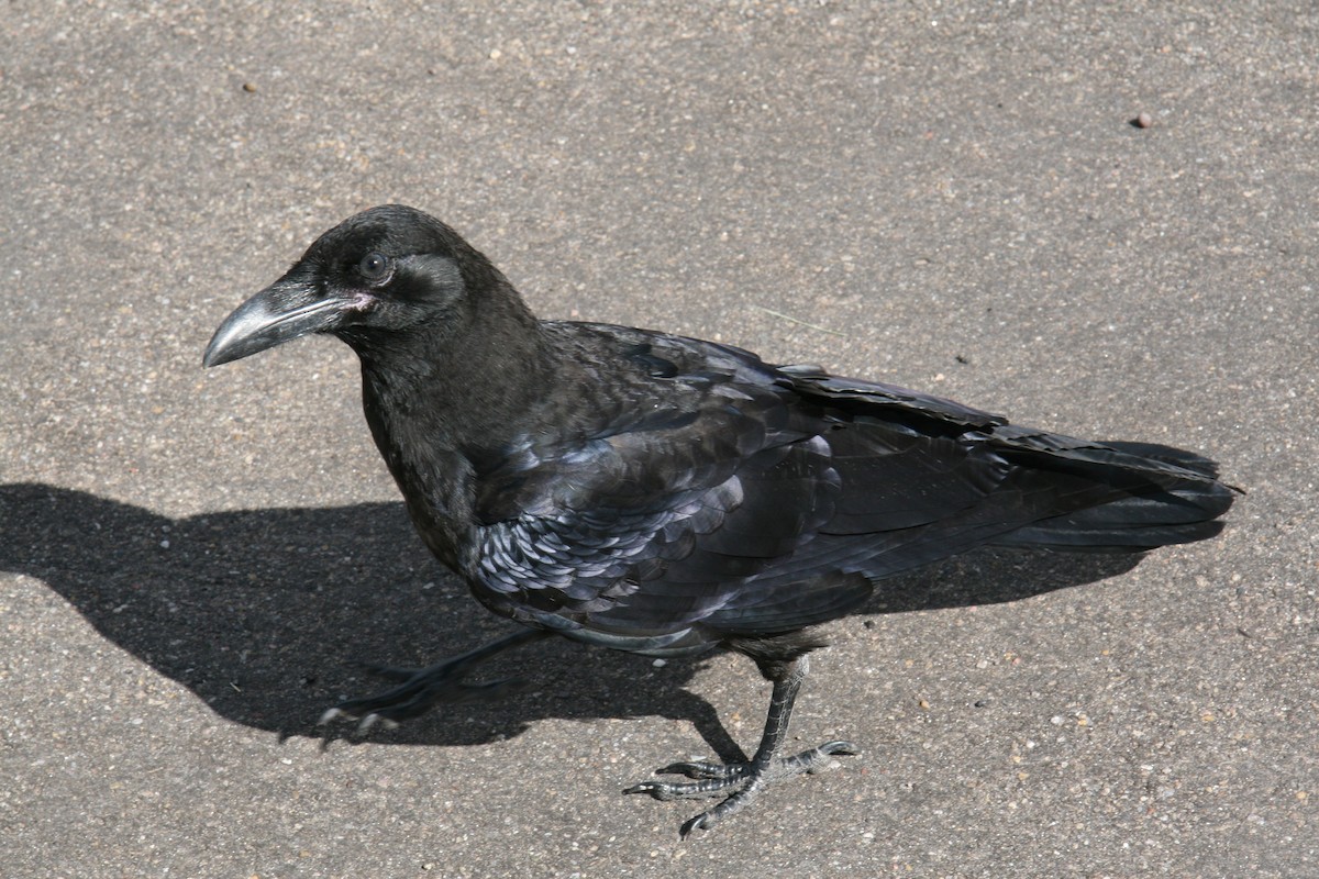 Common Raven - ML51976841