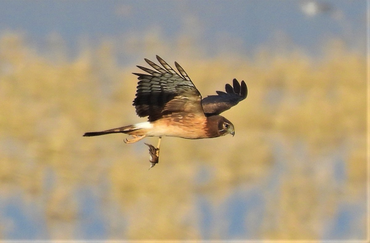 Northern Harrier - ML519773211