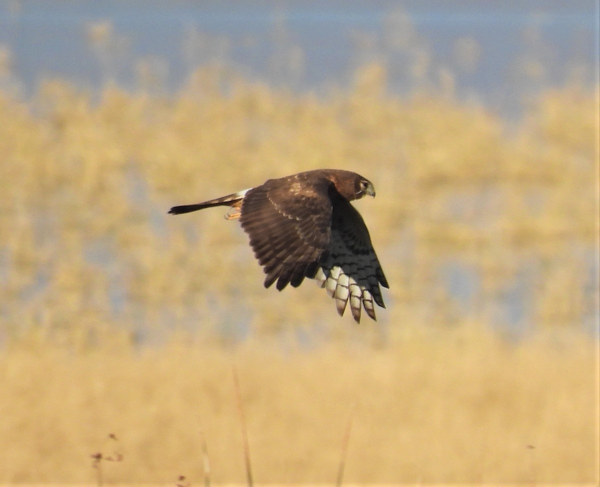 Aguilucho de Hudson - ML519773221