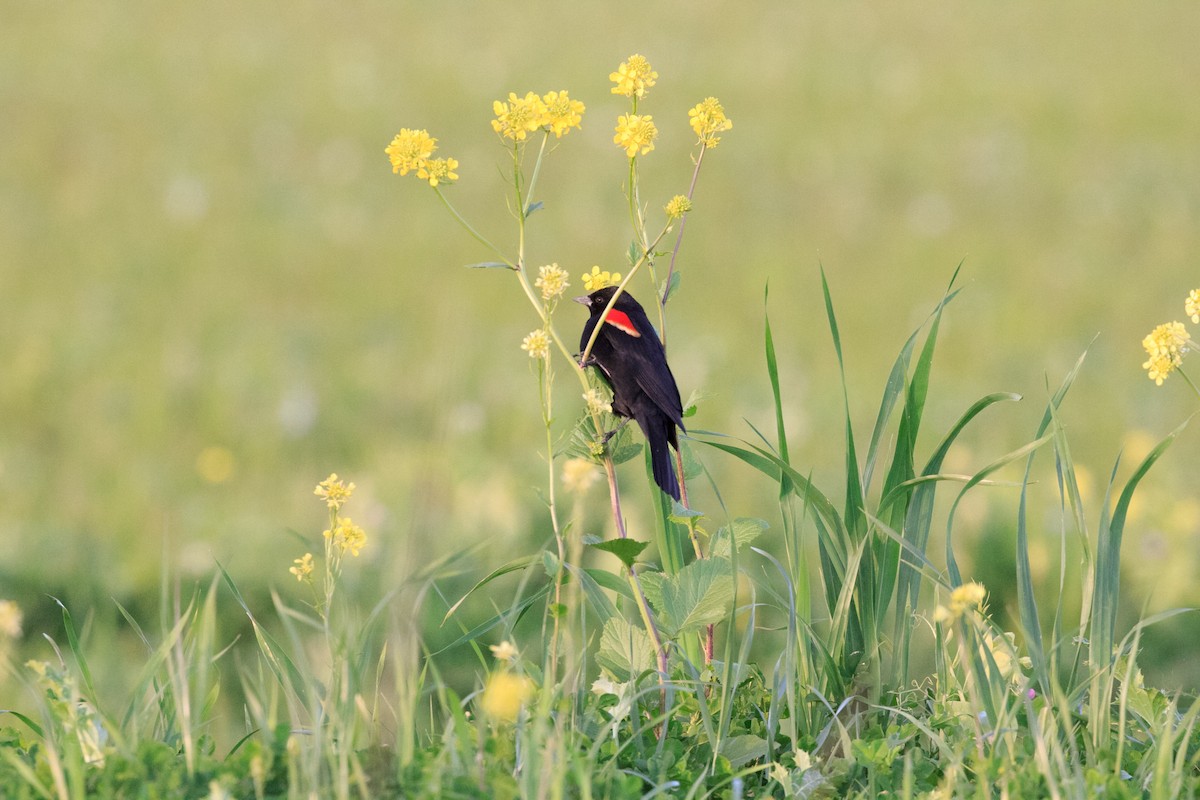 Red-winged Blackbird - ML519773691