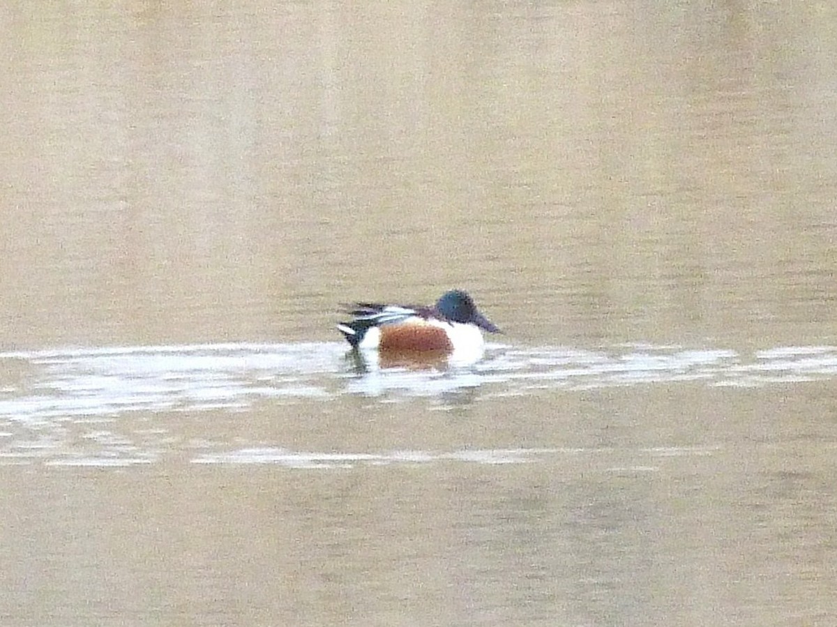 Northern Shoveler - ML51977371