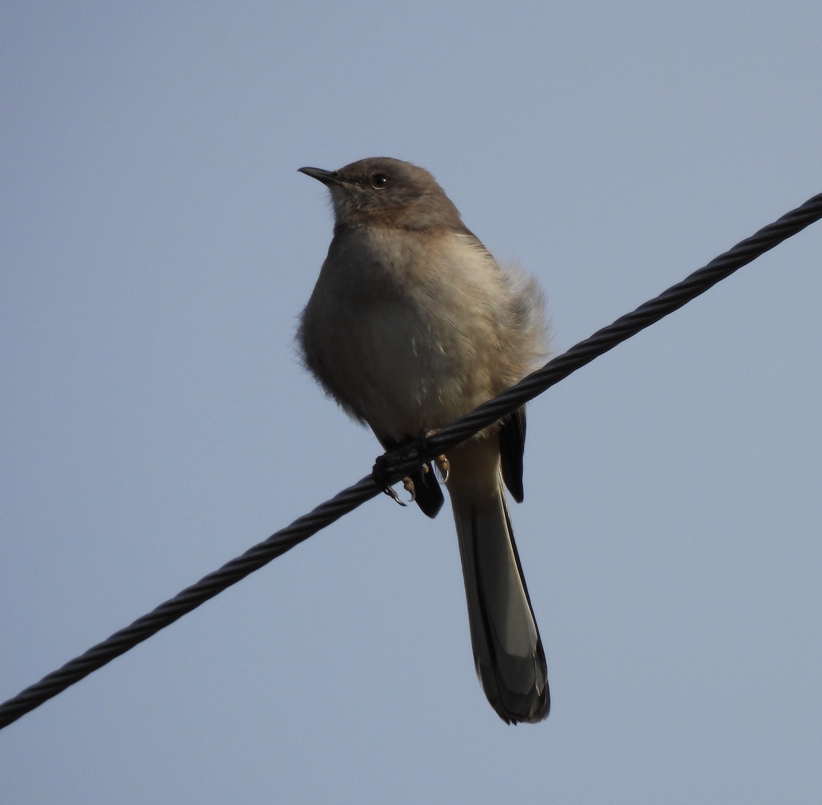 Northern Mockingbird - Rick Bennett