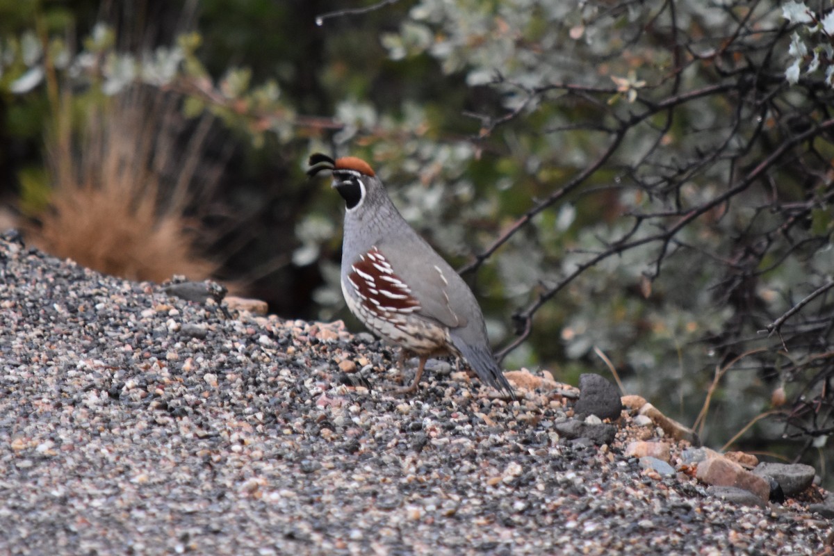 Gambel's Quail - ML519774651
