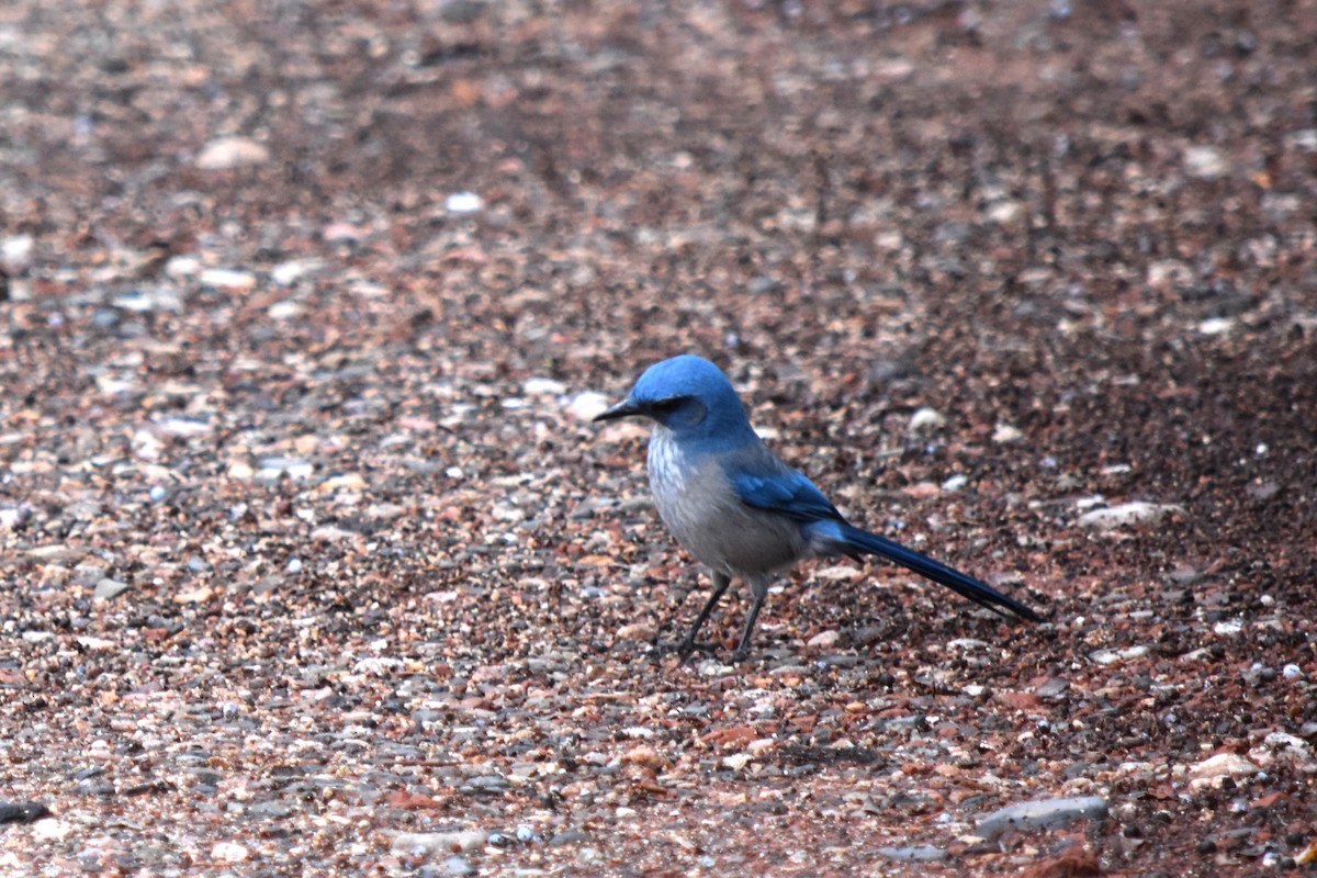 Woodhouse's Scrub-Jay - ML519774901