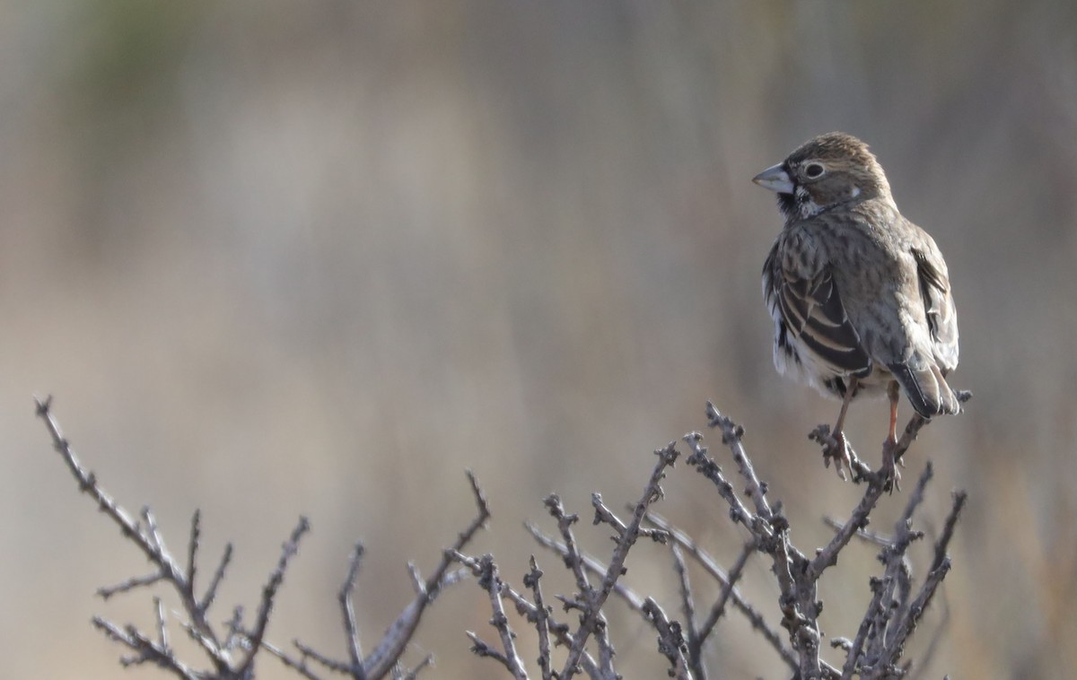 Lark Bunting - ML519776251