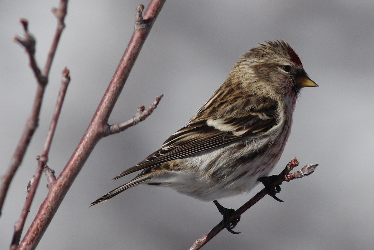 Common Redpoll - ML51977641