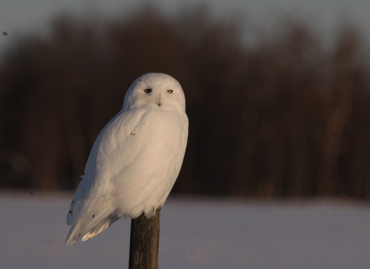 Snowy Owl - Irene Crosland