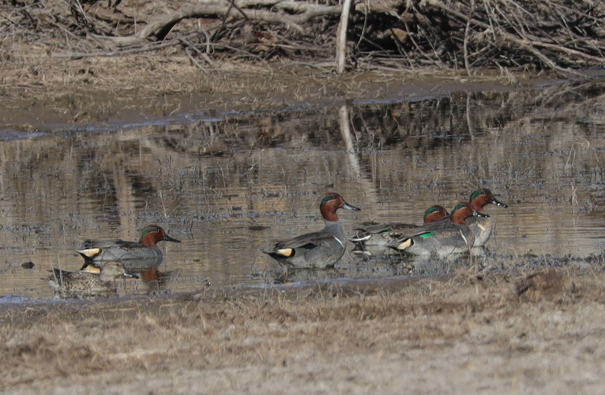 Green-winged Teal (American) - ML519777761