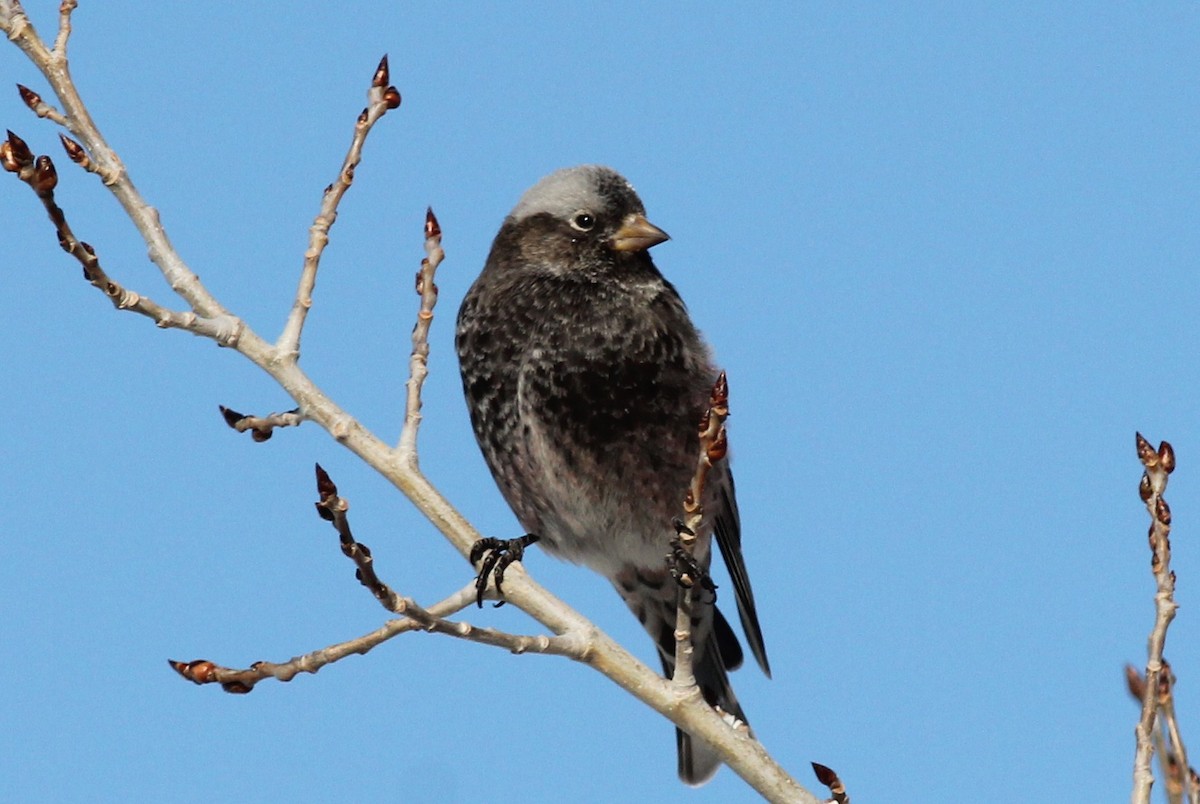 Black Rosy-Finch - ML51977811