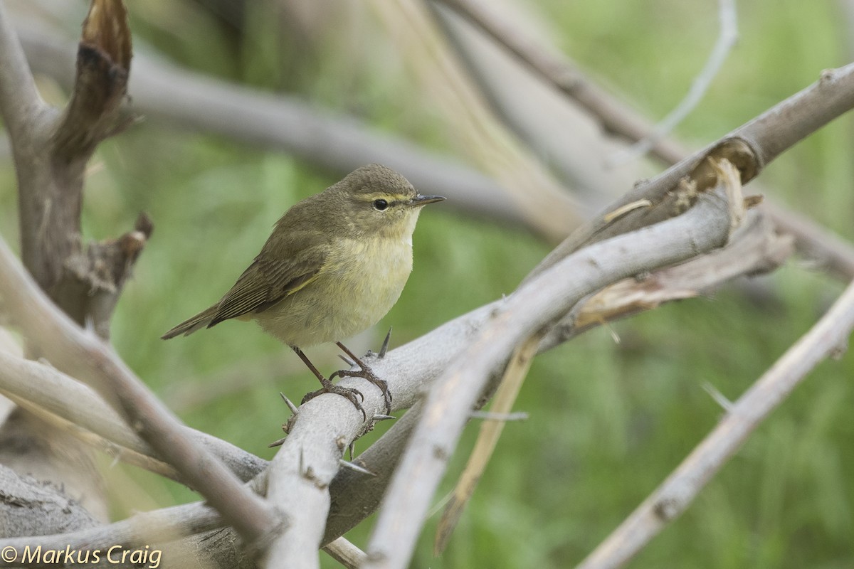 Common Chiffchaff (Common) - ML51977821