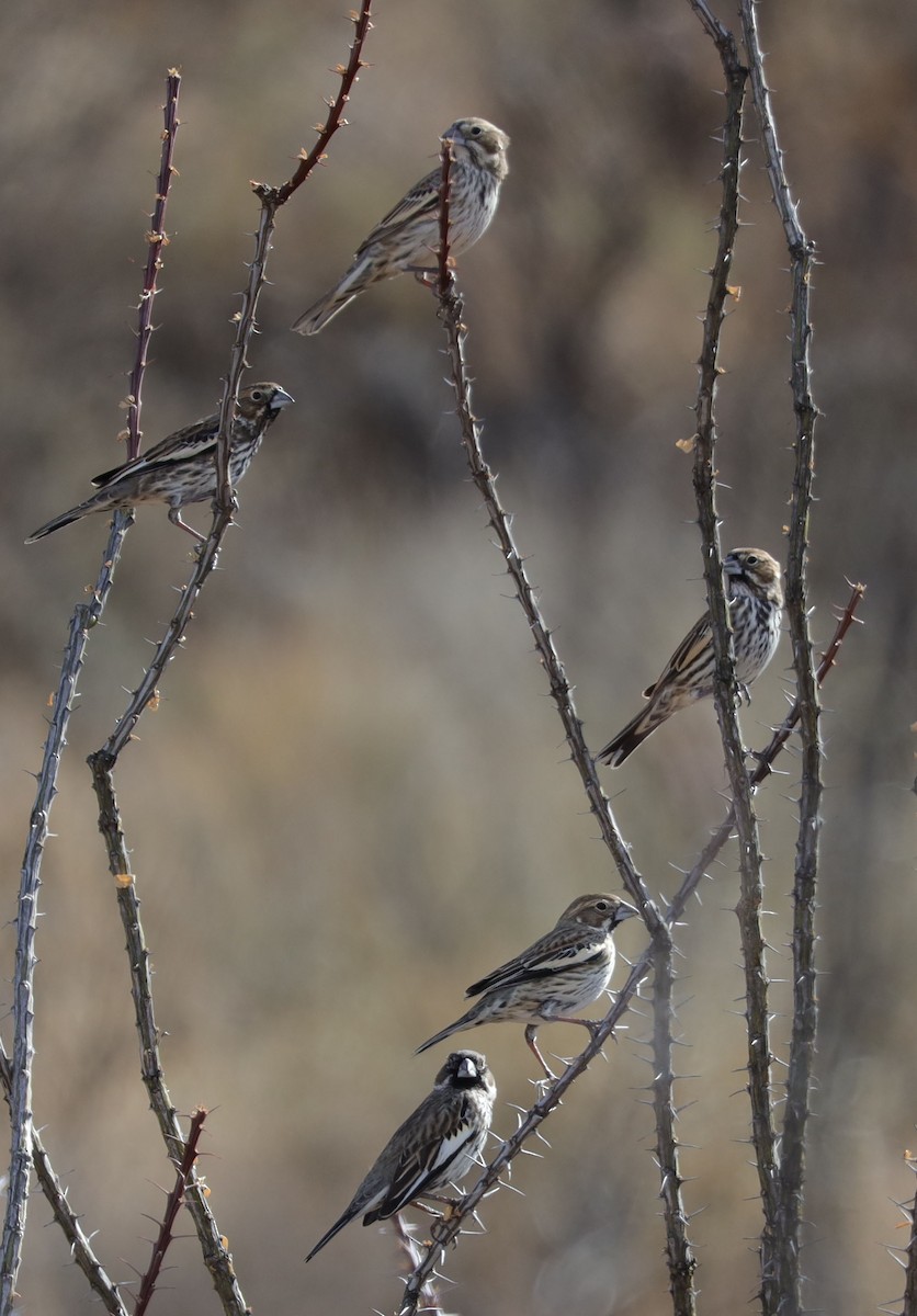 Lark Bunting - ML519778861