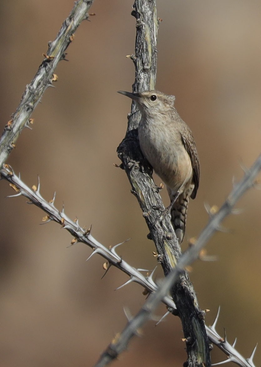 Rock Wren - ML519778891