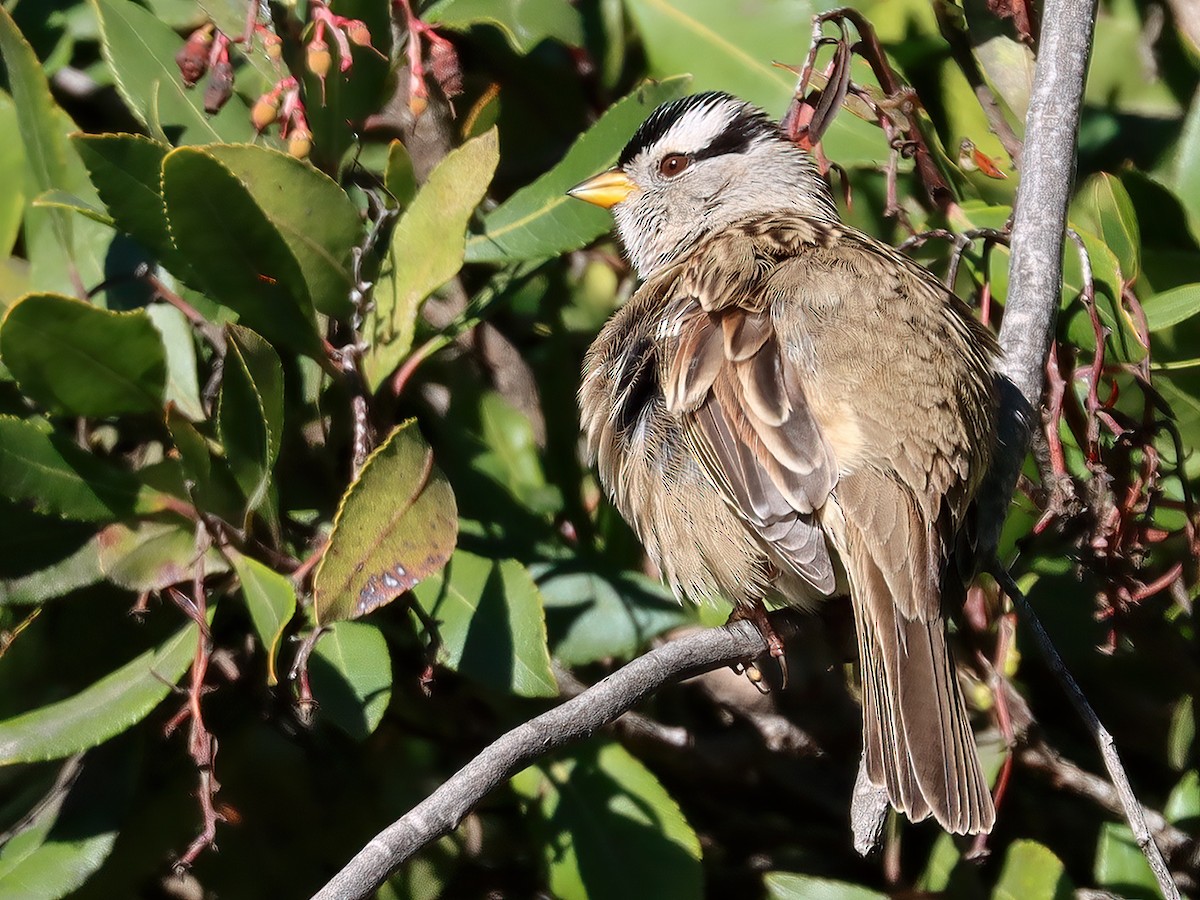 White-crowned Sparrow - ML519779601