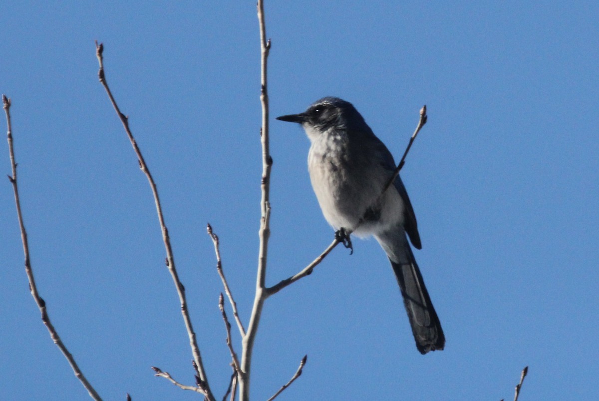 Woodhouse's Scrub-Jay - ML51978001