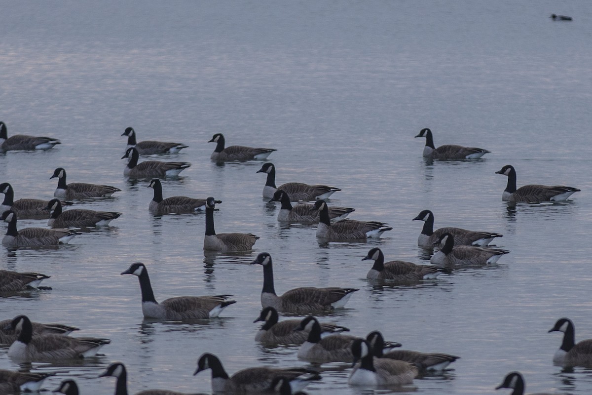 Canada Goose - ML519780351