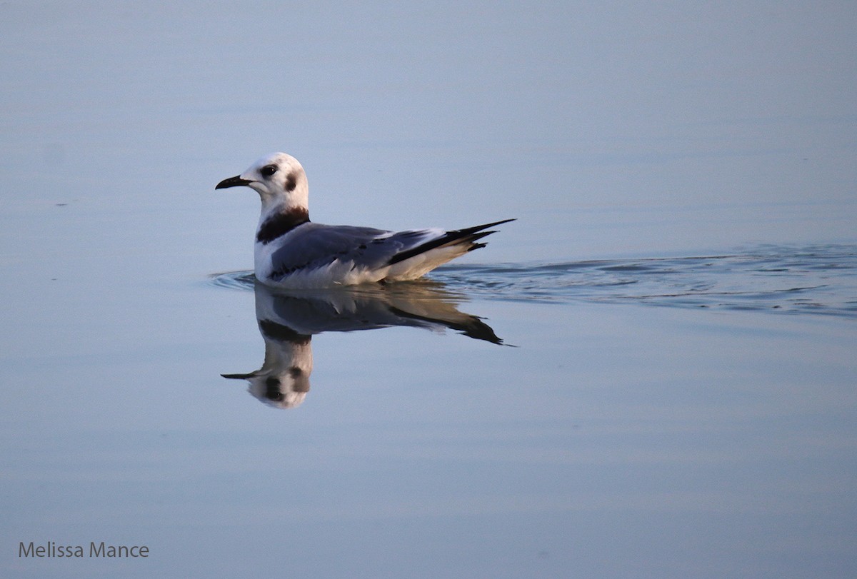 Black-legged Kittiwake - Melissa Mance-Coniglio