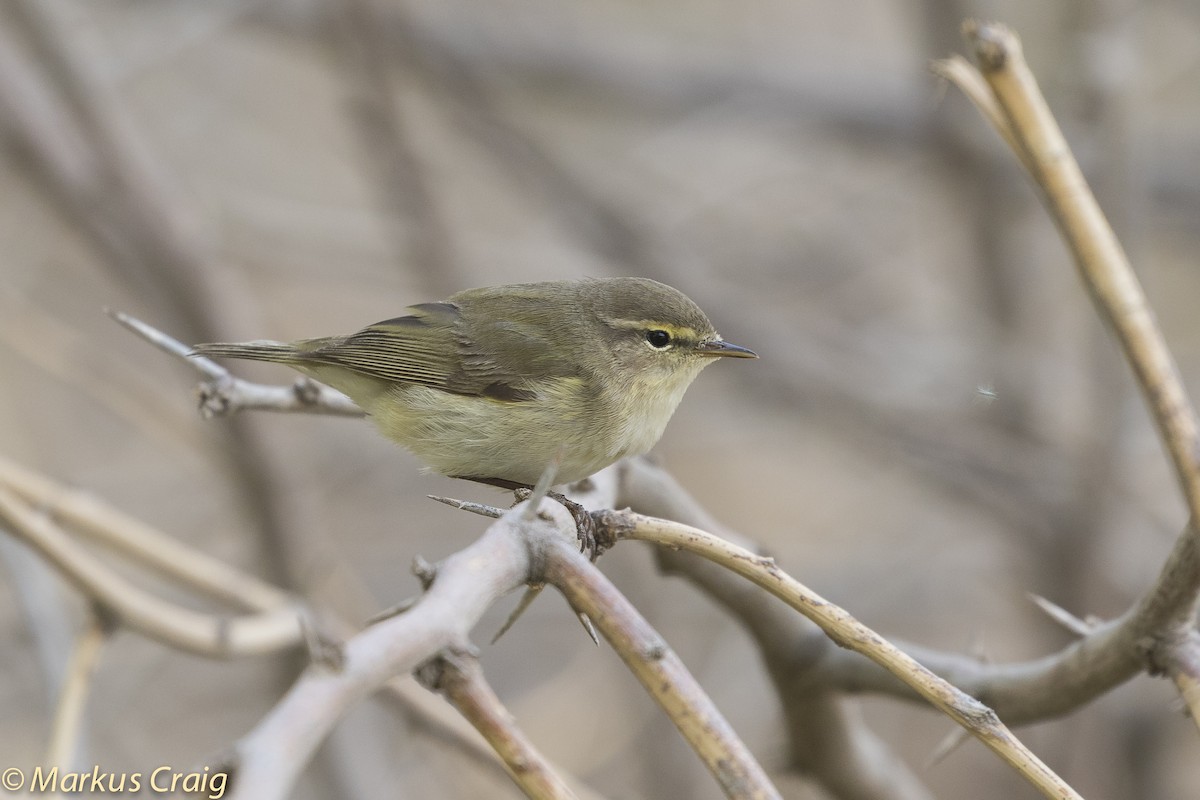 Common Chiffchaff (Common) - ML51978061