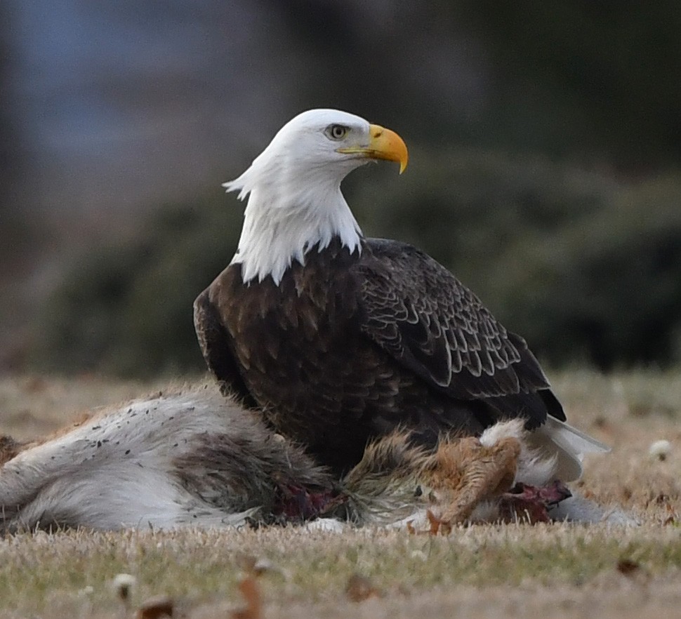 Bald Eagle - Jeremy Cohen