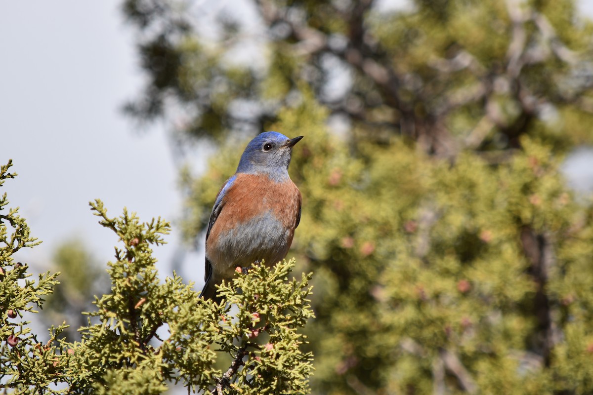 Western Bluebird - ML519781141