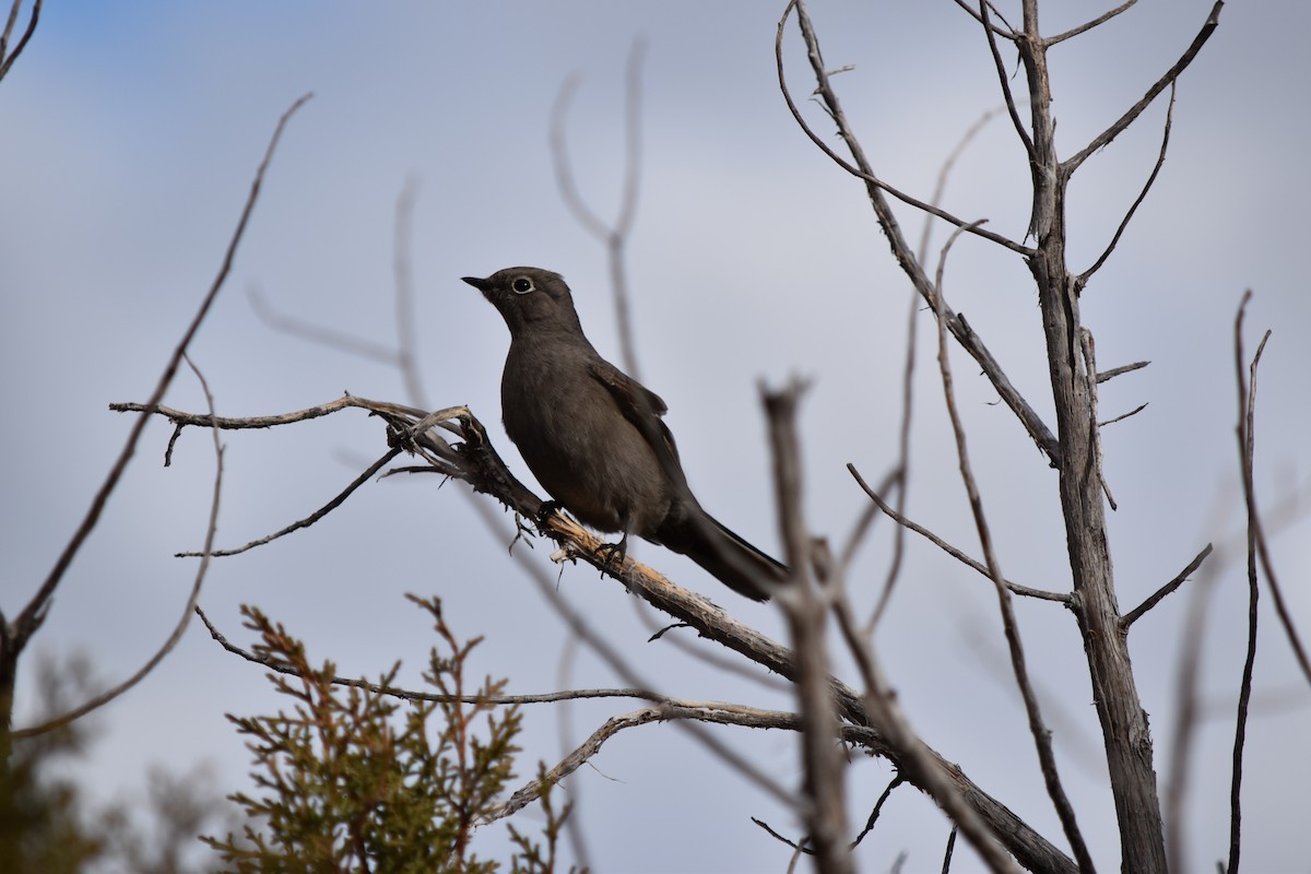 Townsend's Solitaire - ML519781461