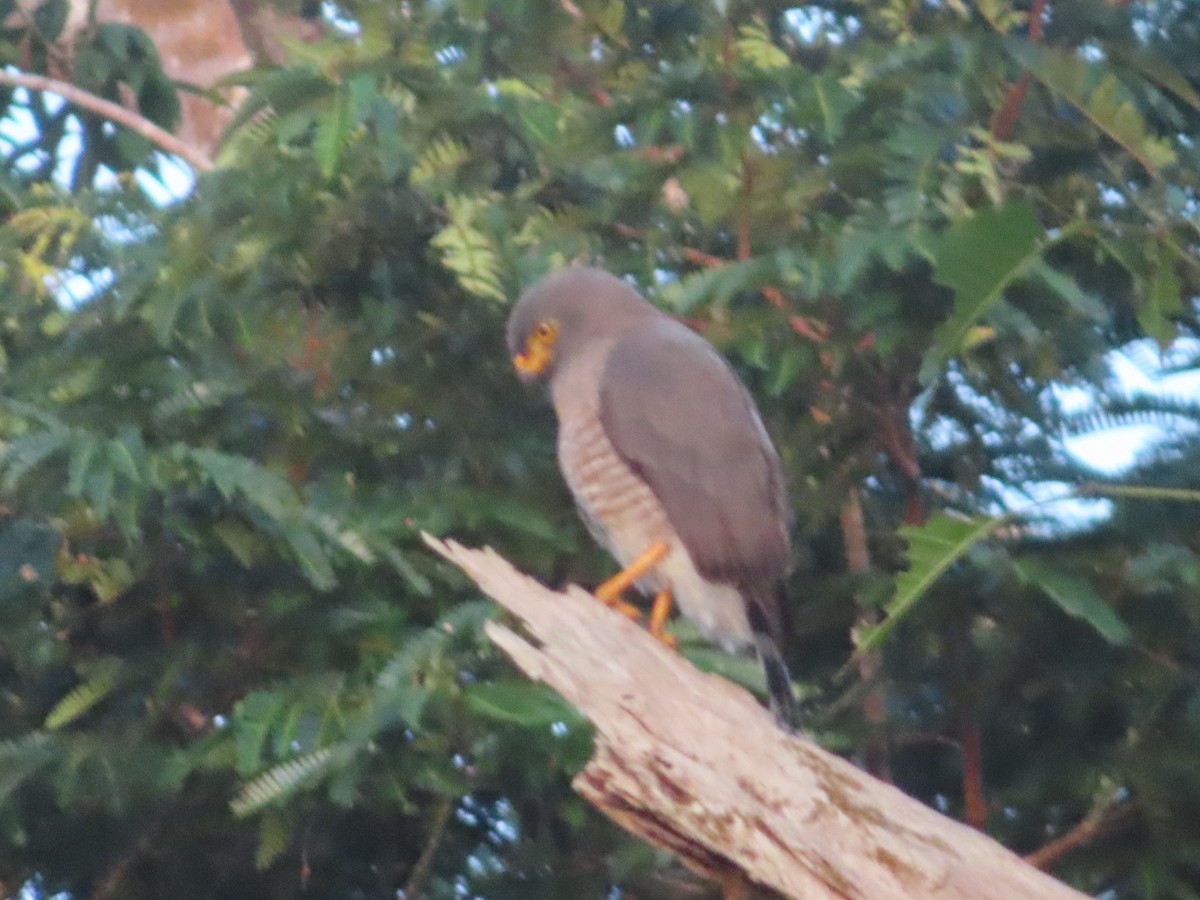 Roadside Hawk - ML519782491