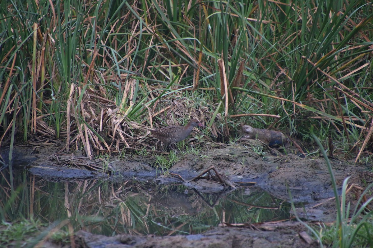 Slaty-breasted Rail - ML519782751
