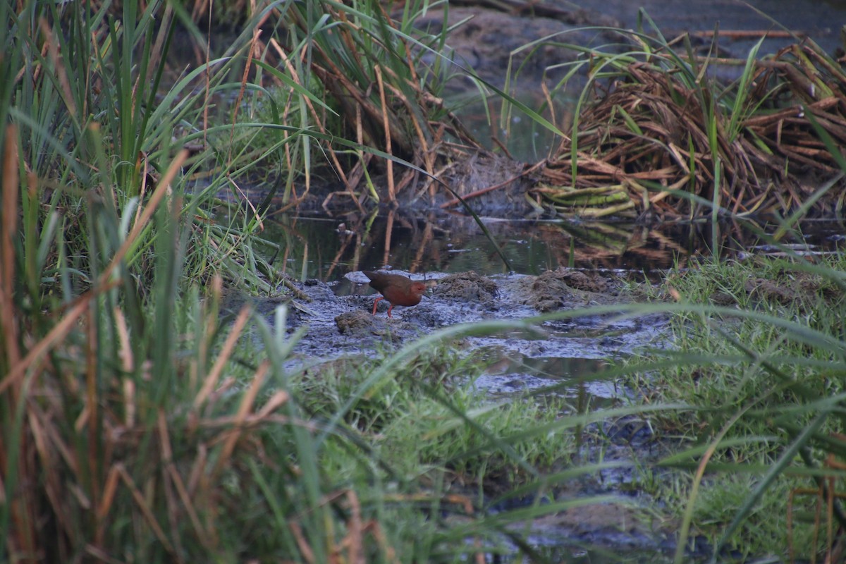 Ruddy-breasted Crake - ML519782871