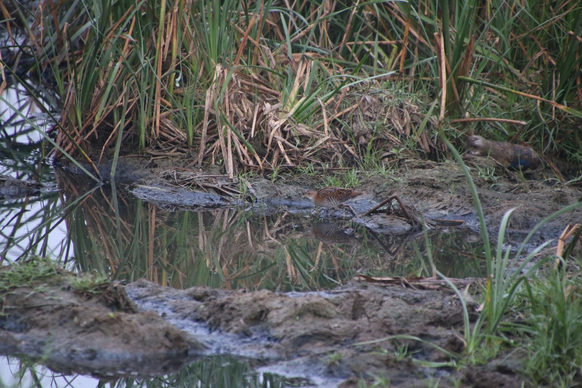 Baillon's Crake - ML519782941