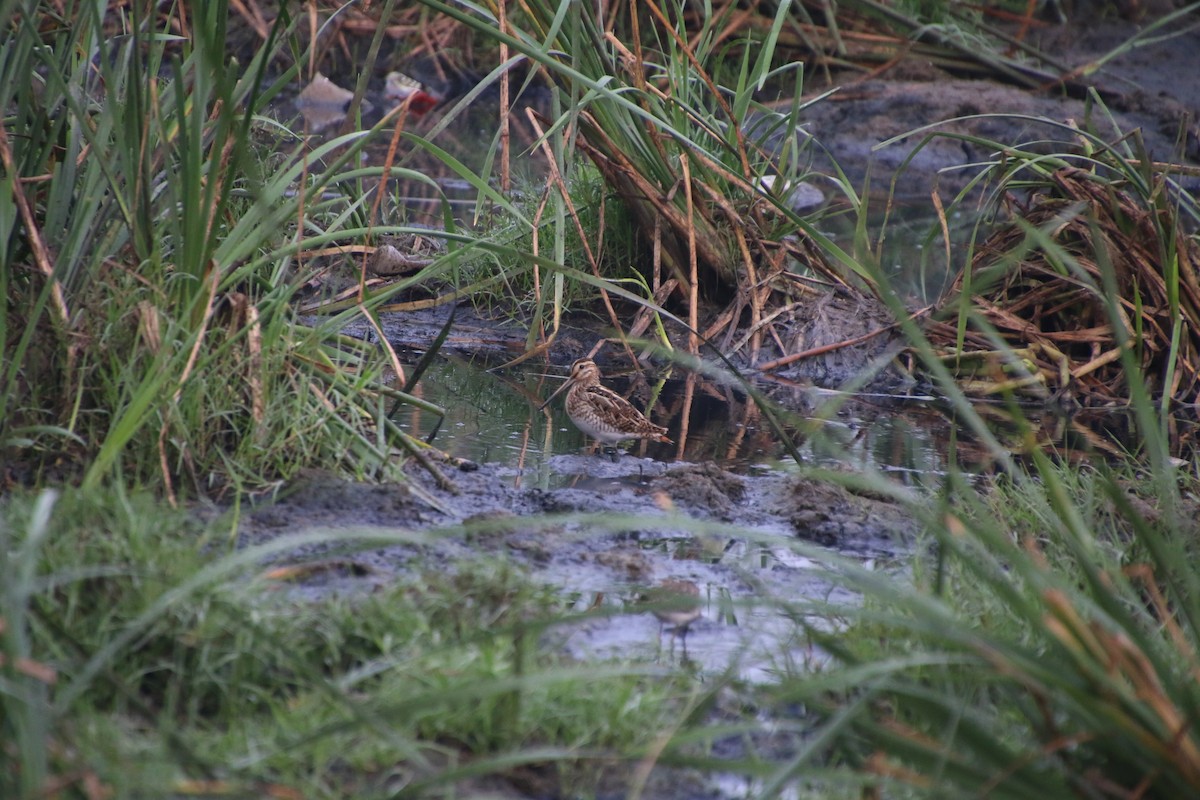 Common Snipe - ML519782951