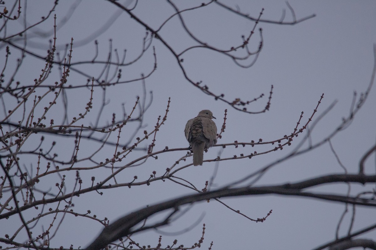 Eurasian Collared-Dove - Tom Lally