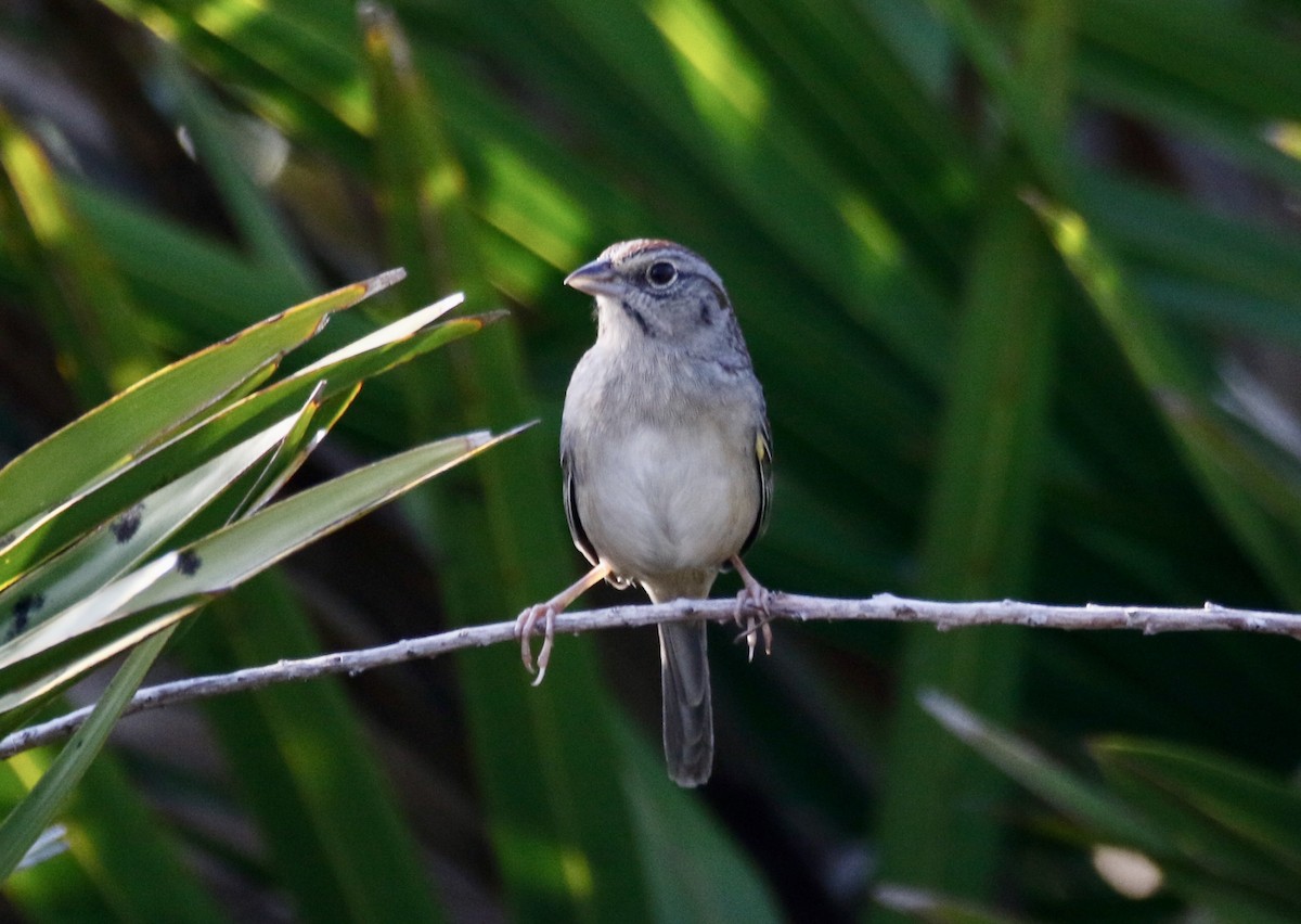 Bachman's Sparrow - Eary Warren