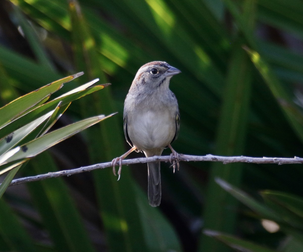 Bachman's Sparrow - Eary Warren