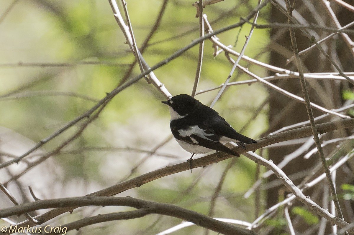 Semicollared Flycatcher - ML51978401