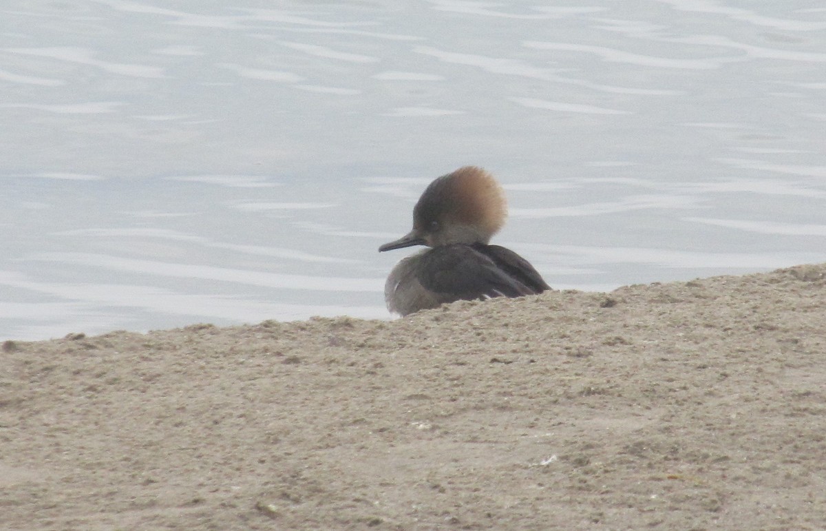 Hooded Merganser - ML519784651