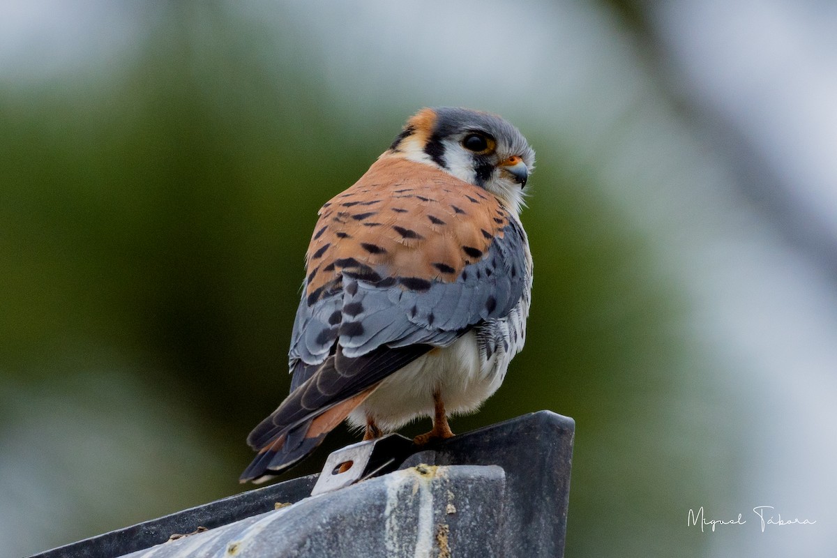 American Kestrel - Miguel Tábora