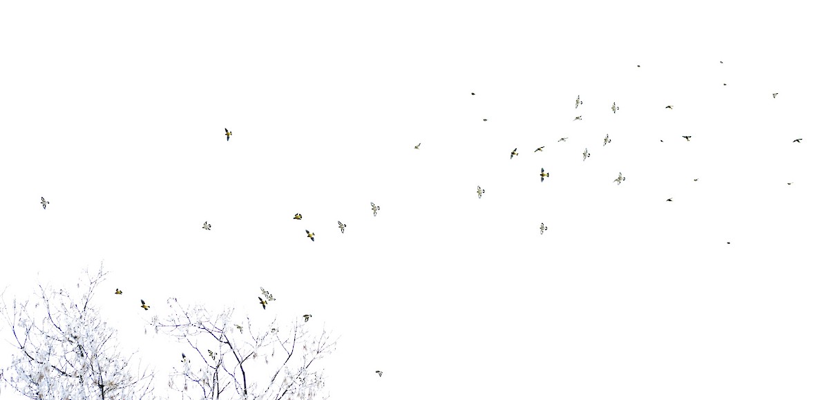 Evening Grosbeak - ML519784741