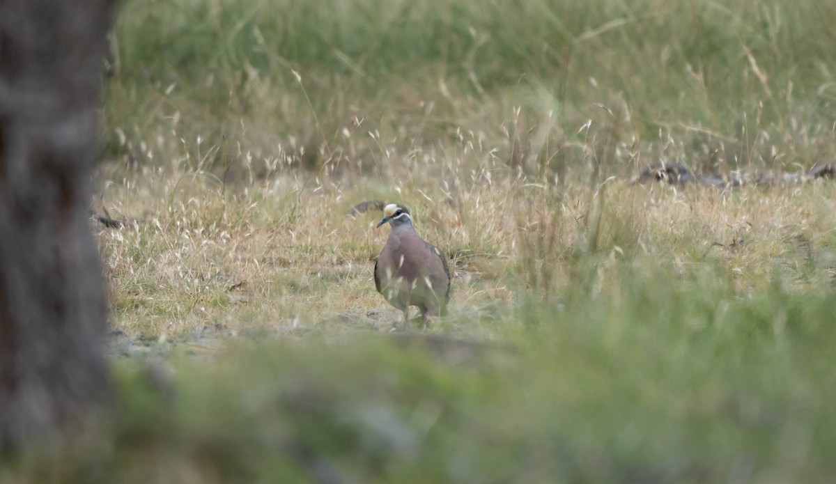 Common Bronzewing - John  McCormick